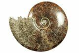 Polished Ammonite (Cleoniceras) Fossil - Madagascar #266755-1